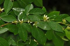 Desmodium triangulare